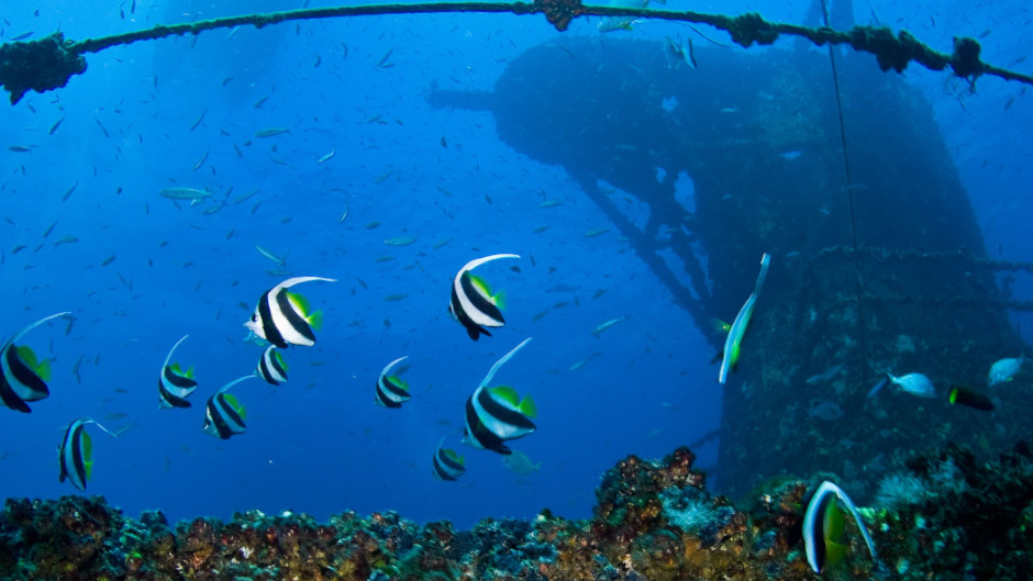 Join Sunreef for 2 world class wreck dives on the HMAS Brisbane, dive gear not included.