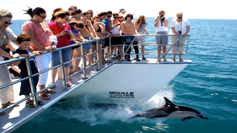 Auckland Whale & Dolphin Safari - A New Zealand 'must do"'activity right here in Auckland!