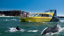 Dolphin Nature Cruise