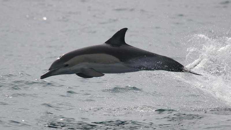 Join us on our Dolphin discovery tour where we cruise out in search of dolphins and their young