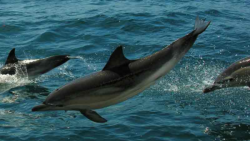 Join us on our Dolphin discovery tour where we cruise out in search of dolphins and their young