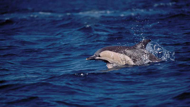 Join us on our Dolphin discovery tour where we cruise out in search of dolphins and their young