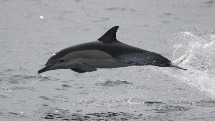 Dolphin Discovery Tours - Mooloolaba