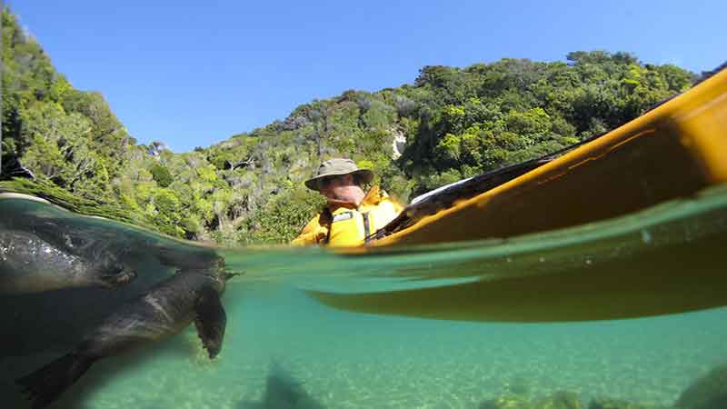 Come and explore the aquatic playground of the beautiful Abel Tasman National Park and observe the antics of the playful resident fur seals in their natural habitat.