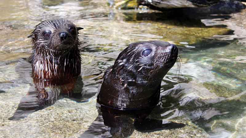 Come and explore the aquatic playground of the beautiful Abel Tasman National Park and observe the antics of the playful resident fur seals in their natural habitat.