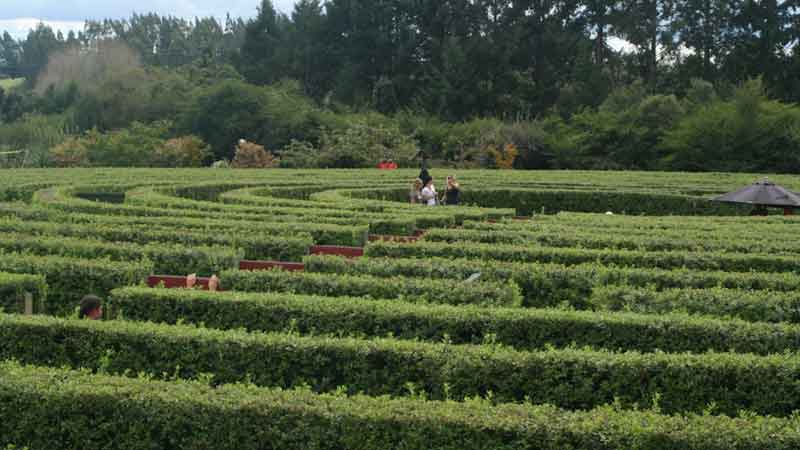 Enjoy the challenge and fun of aMAZEme's fantastic natural hedge maze.