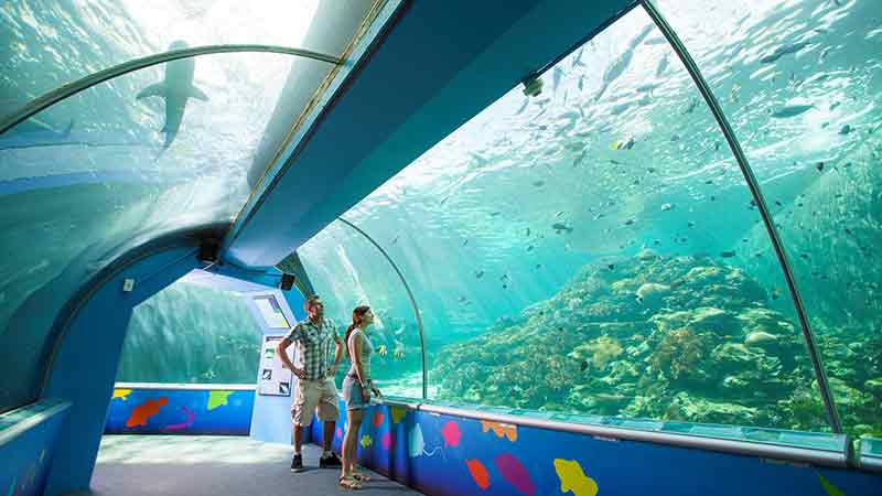 Get up close to the wonders of the Great Barrier Reef without getting wet at Reef HQ Aquarium