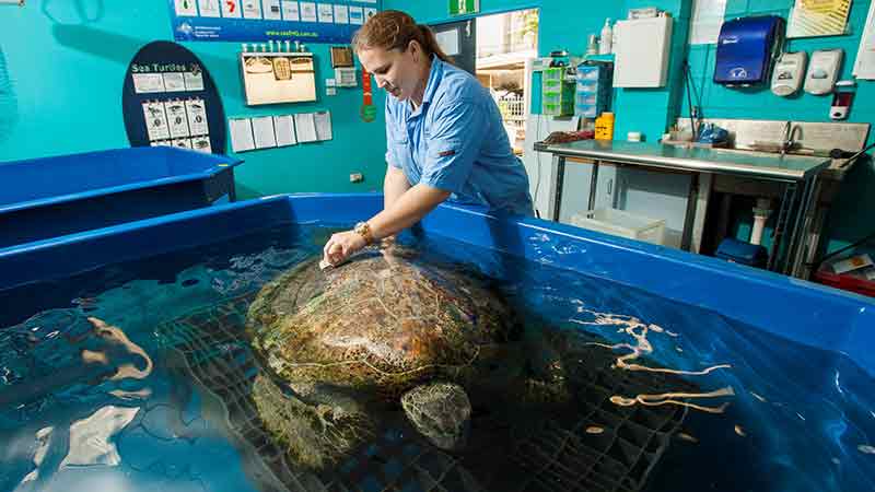 Get up close to the wonders of the Great Barrier Reef without getting wet at Reef HQ Aquarium