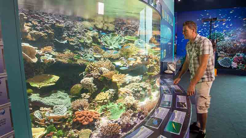 Get up close to the wonders of the Great Barrier Reef without getting wet at Reef HQ Aquarium