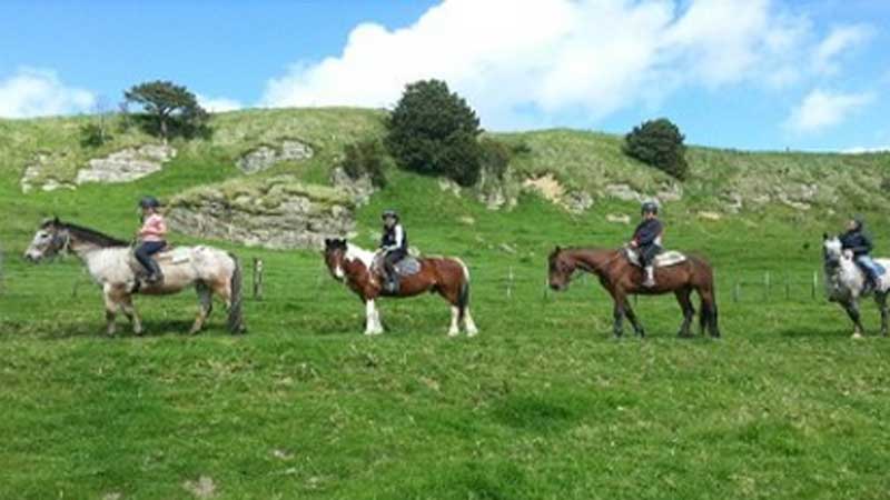 Come and experience a magical horse trek through Northland's scenic countryside and enjoy the local wildlife, lush native bush and outstanding coastal views on horseback.