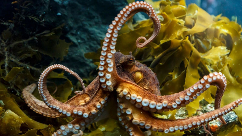 Discover the very best of New Zealand's largest and most diverse city on a luxurious coach tour including a visit to Kelly Tarlton's Sea Life Aquarium...