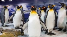 Auckland City Highlights plus entrance to SEA LIFE at Kelly Tarlton’s