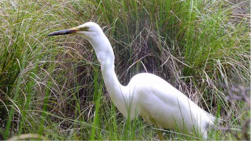 Kayak in solitude and then experience a New Zealand Native bush walk!