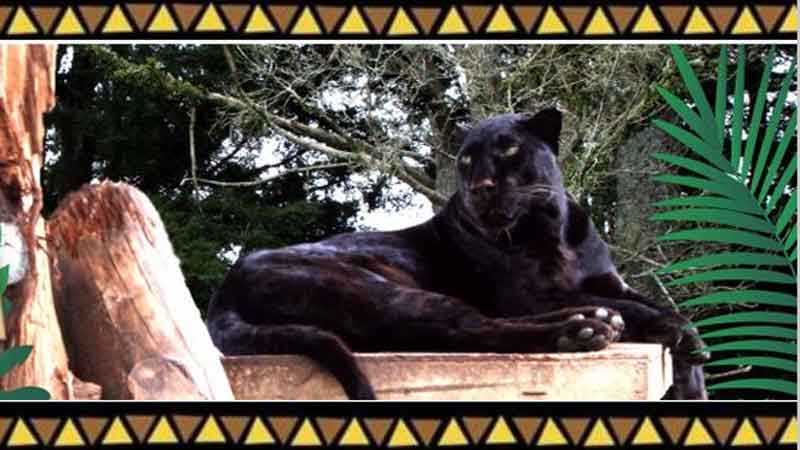 Join us on an enchanting guided tour to meet 33 rare and endangered big cats at Zion Wildlife Park - Home to Craig Busch, The Lionman.