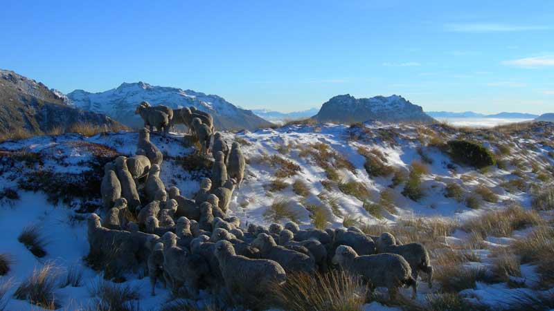 Farming is a big part of New Zealand's history and way of life. Heli Tours Ltd, in association with Real Journeys, invite you to experience this important aspect of life in New Zealand as we showcase the true sustainable High Country farms that surround Queenstown and the Lake Wakatipu region.