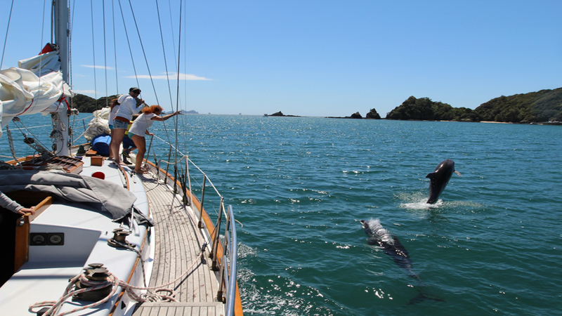 This once in a lifetime trip, with 1 nights accommodation, is the ultimate way to discover the Bay of Islands hidden gems, wildlife and remote places aboard a yacht that sails like a dream and which provides for a true and authentic sailing experience.