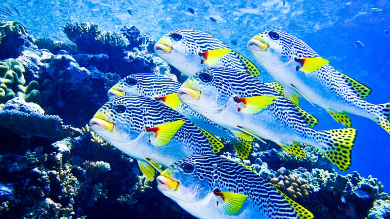 Explore the outer Great Barrier Reef from Cairns on this 2-day overnight snorkel, dive & sail trip with Coral Sea Dreaming