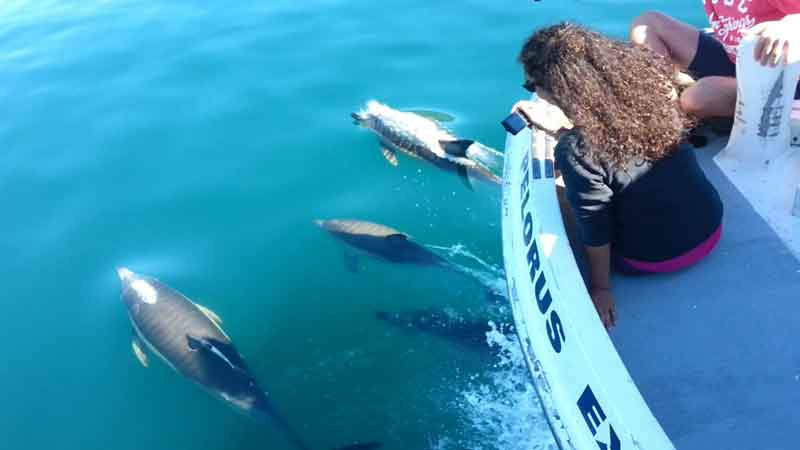 On Tuesdays, Thursdays and Fridays you have the opportunity to join the world famous Pelorus Mail Run in the Marlborough Sounds