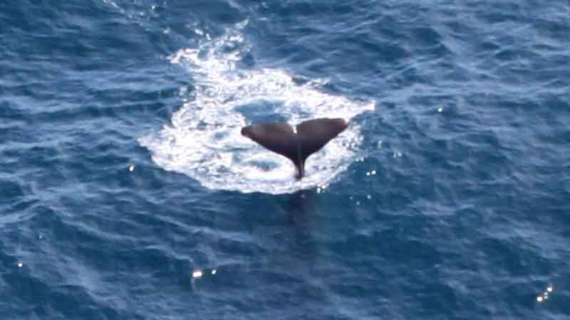 Enjoy a breathtaking scenic Whale flight, with stunning scenic views along the spectacular Kaikoura coastline.