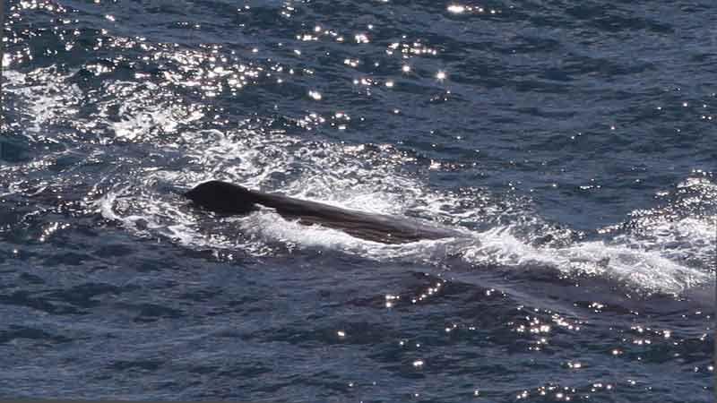 Enjoy a breathtaking scenic Whale flight, with stunning scenic views along the spectacular Kaikoura coastline.