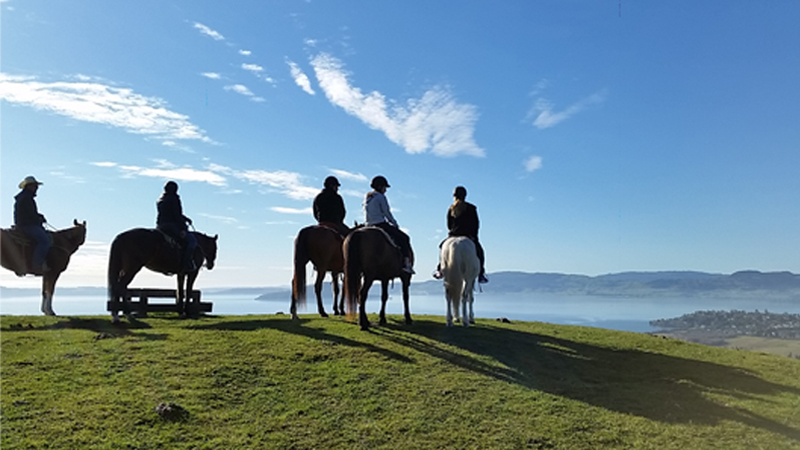 Join us for an enchanting horse trek up Mount Ngongotaha on the western shores of Lake Rotorua and experience New Zealand’s spectacular terrain.