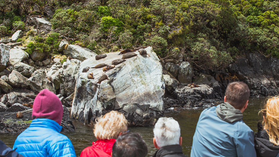 Hop on board our spacious catamaran for a fun, friendly and fabulous 2-hour cruise through Fiordland's famous Milford Sound! 