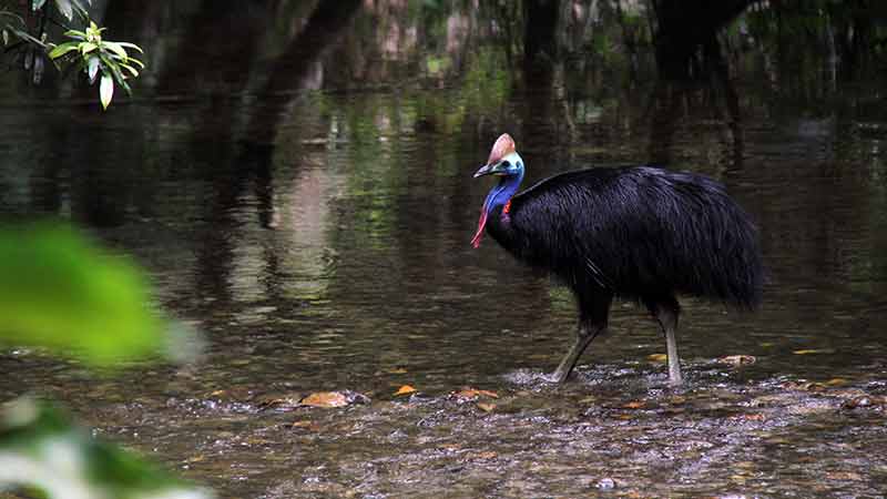 Visit the World Heritage Daintree Rainforest and Cape Tribulation in comfort with this low number quality tour