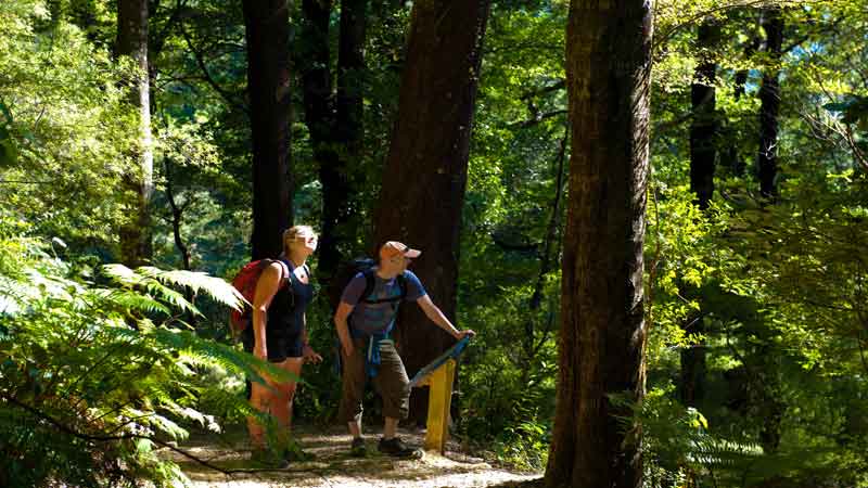 Picton Scenic Boat Cruise and partial Queen Charlotte Track Walk. Stunning half day walk and scenic cruises.