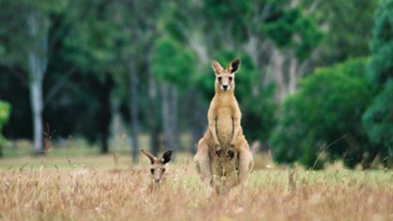 Visit the highlights of Cairns including Paronella Park, Josephine Falls, Mamu Canopy Walk and more!