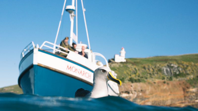 Join our friendly local experts aboard our classic vessel the Monarch for a truly enchanting wildlife cruise.
