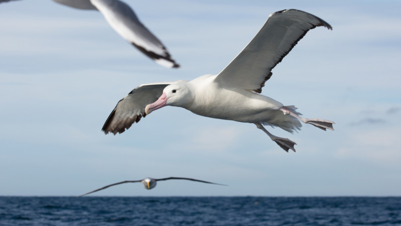 Join our friendly local experts aboard our classic vessel the Monarch for a truly enchanting wildlife cruise.