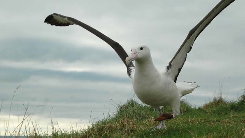 Learn about the Northern Royal Albatross and the unique cultural history of the people of Taiaroa Head during this 90 minute guided tour.