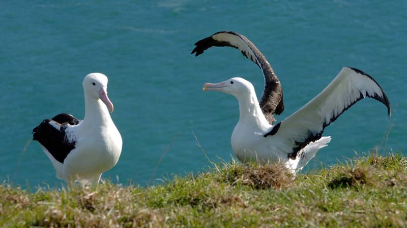 Learn about the Northern Royal Albatross and the unique cultural history of the people of Taiaroa Head during this 90 minute guided tour.