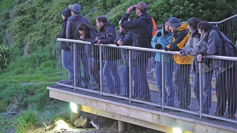 Come and see the world’s smallest penguin, the Little Blue Penguin, at Pilot’s Beach on the scenic Otago Peninsula.