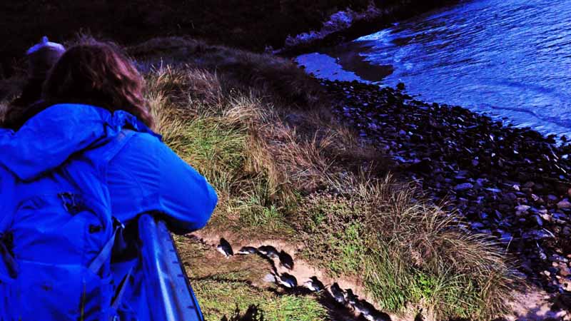 Come and see the world’s smallest penguin, the Little Blue Penguin, at Pilot’s Beach on the scenic Otago Peninsula.