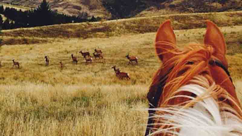 Saddle up for a magical guided horse trek through the stunning landscape at Moonlight Stables situated in the heart of the Wakatipu Basin.