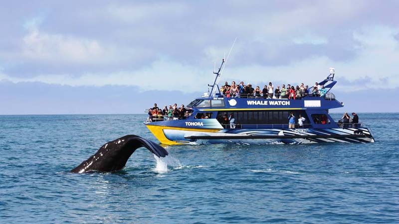 An exciting up-close encounter with the Giant Sperm Whale at all times of the year!