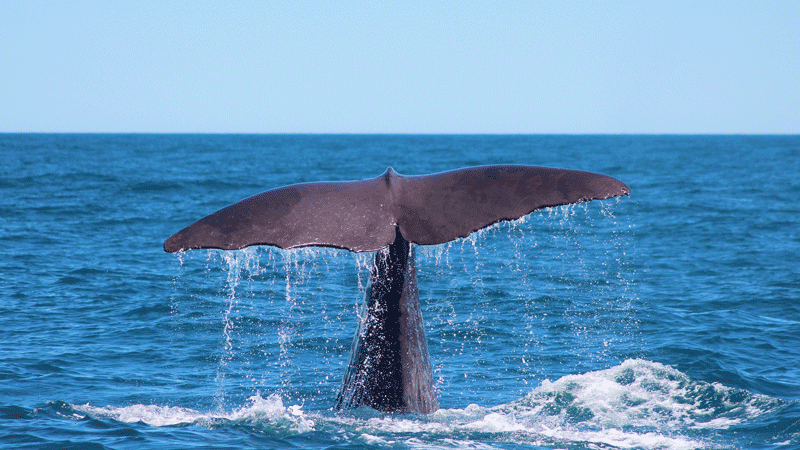 An exciting up-close encounter with the Giant Sperm Whale at all times of the year!