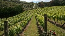 Half Day Waiheke Island Wine Tour - Including Return Ferry Ticket