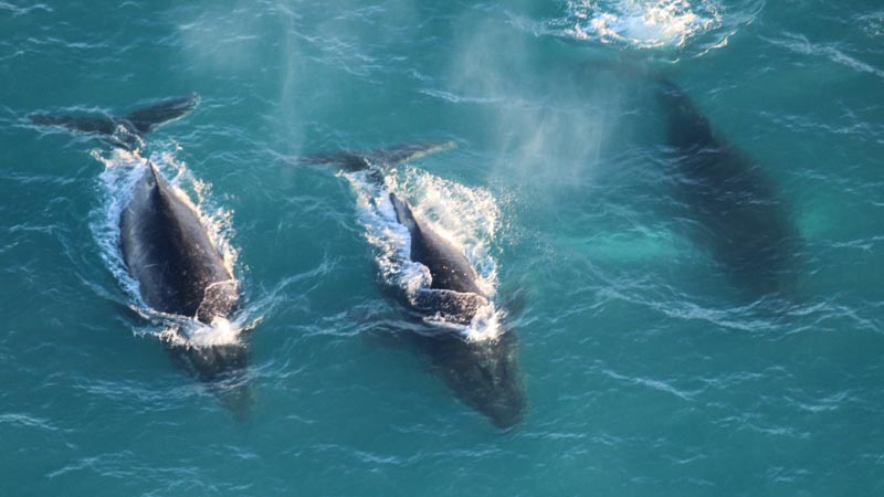 Look down on natures submarines of the sea - a stunning opportunity to see  Whales from top side in their environment.