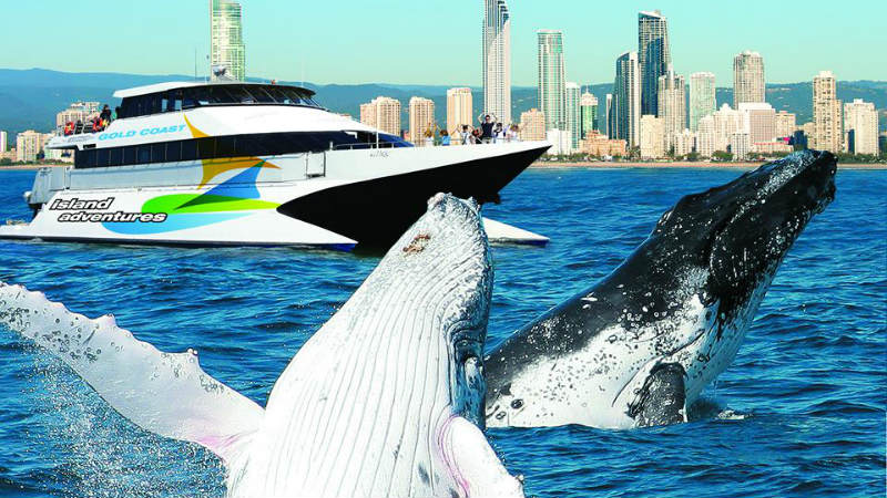 Tail slaps, breaches and waves from the largest creatures in our ocean – just metres away! Gold Coast Adventures are whale watching experts. Spend 2.5 hours aboard their luxury catamaran being wowed by the acrobatics of Humpbacks and dolphins. The MV2000 is the largest and most stable vessel around, with five viewing platforms and enough speed to get you to the whales faster than ever.