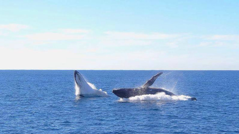 Tail slaps, breaches and waves from the largest creatures in our ocean – just metres away! Gold Coast Adventures are whale watching experts. Spend 2.5 hours aboard their luxury catamaran being wowed by the acrobatics of Humpbacks and dolphins. The MV2000 is the largest and most stable vessel around, with five viewing platforms and enough speed to get you to the whales faster than ever.