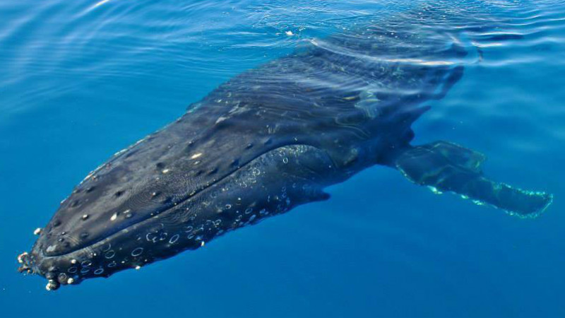 Tail slaps, breaches and waves from the largest creatures in our ocean – just metres away! Gold Coast Adventures are whale watching experts. Spend 2.5 hours aboard their luxury catamaran being wowed by the acrobatics of Humpbacks and dolphins. The MV2000 is the largest and most stable vessel around, with five viewing platforms and enough speed to get you to the whales faster than ever.