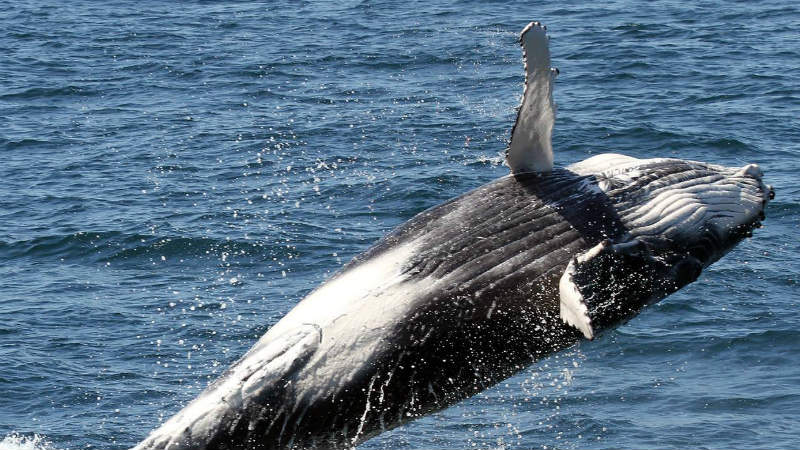 Tail slaps, breaches and waves from the largest creatures in our ocean – just metres away! Gold Coast Adventures are whale watching experts. Spend 2.5 hours aboard their luxury catamaran being wowed by the acrobatics of Humpbacks and dolphins. The MV2000 is the largest and most stable vessel around, with five viewing platforms and enough speed to get you to the whales faster than ever.