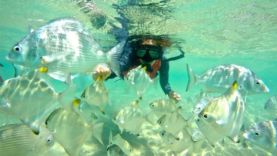 Enjoy this full day kayaking tour on the Gold Coast Broadwater. Visit South Stradbroke Island & Wave Break Island, enjoy the beach, have a light lunch, snorkel and more!