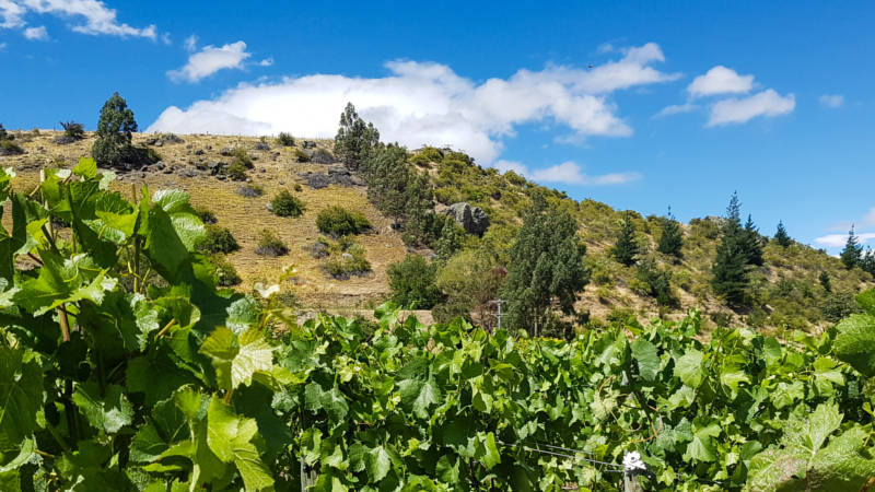 Join Roaring Wine Tours and journey to the cellar doors of several premium wine producers within the stunning Central Otago region, world famous for it's premium Pinot Noir.