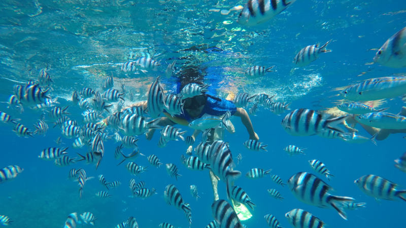 Spend a perfect day on Serenity  Island's crystal waters with the whole family. Delight the kids with the vibrant coral and fish life!