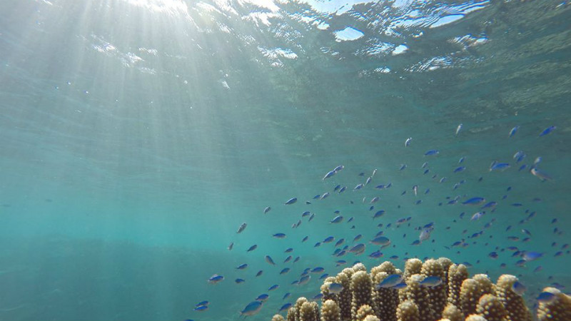 Great snorkelling 