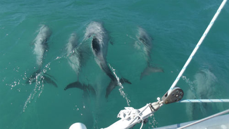 Step aboard the Megisti, a luxurious 42 foot catamaran and experience an exciting cruise across the Wellington Harbour!