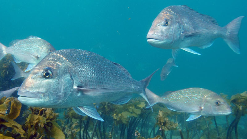 Experience the thriving ecosystem of New Zealand’s first marine reserve through our glass bottom boat on our 45-minute fully commentated “around the island” tour.